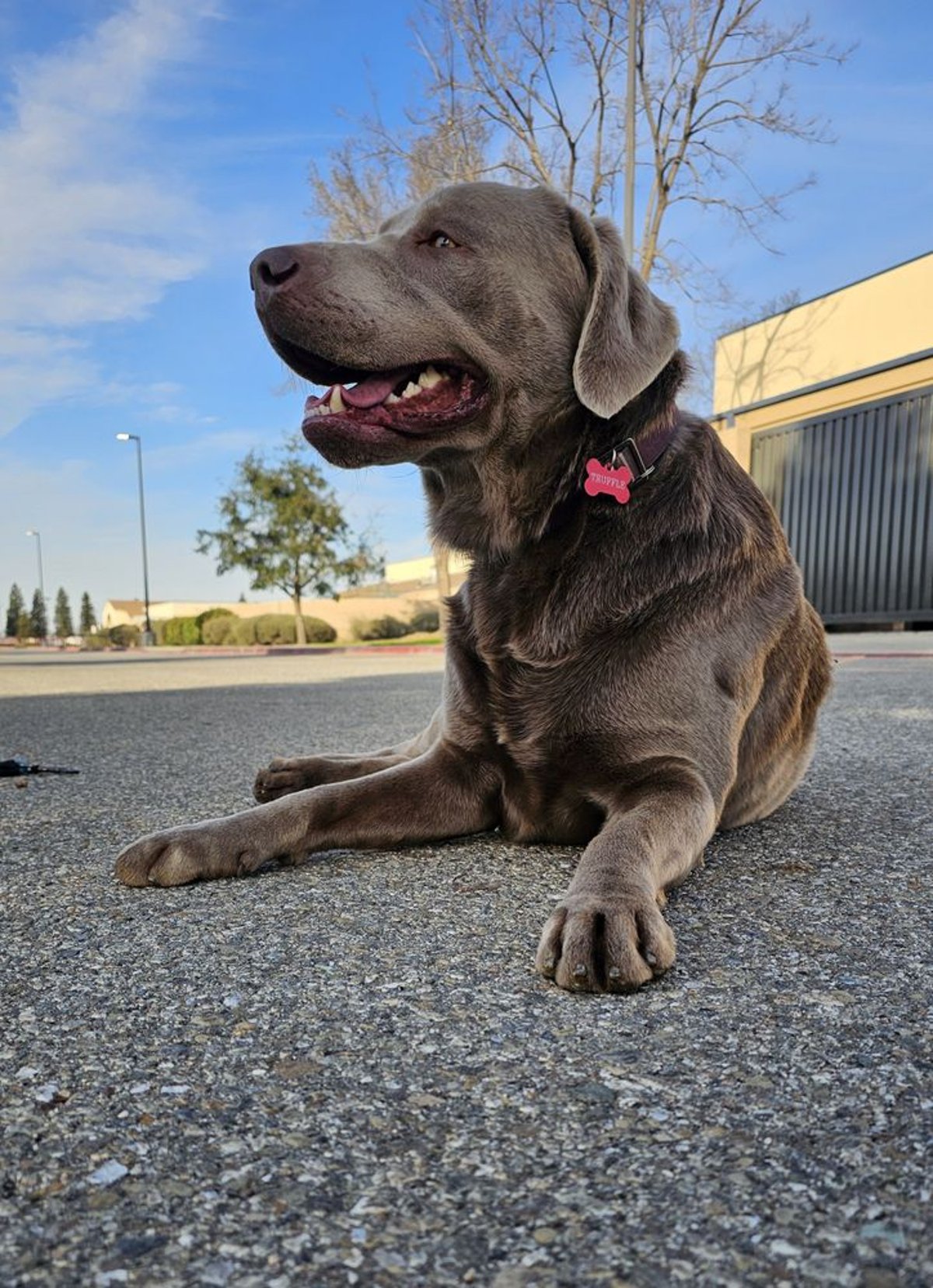 Ring Opens AI Pet Finder to All Users, Pledges $1M